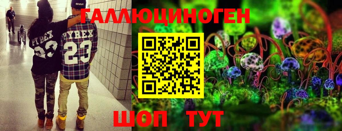 Галлюциногенные грибы Psilocybe Карачаевск